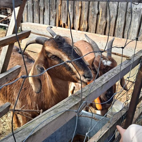 656721823_1463607992226859_4568967703202981274_n